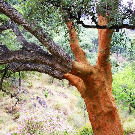 A Terra Lusa Cork Notebook, inspired by cork oak trees with orange-red bark where Portuguese cork is harvested, evokes the lush, green forests of Portugal.