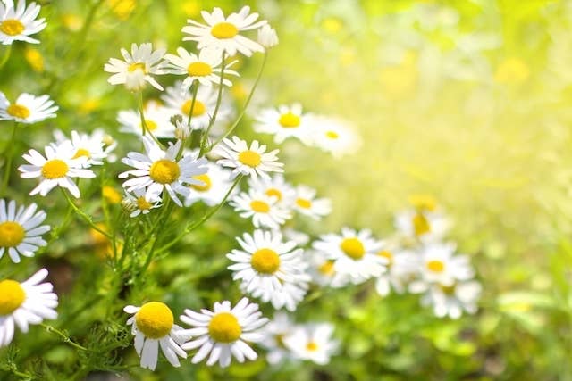 chamomile flowers in a field