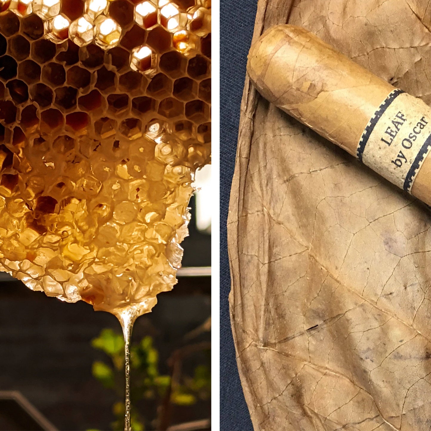 Honeycomb and tobacco leaf 