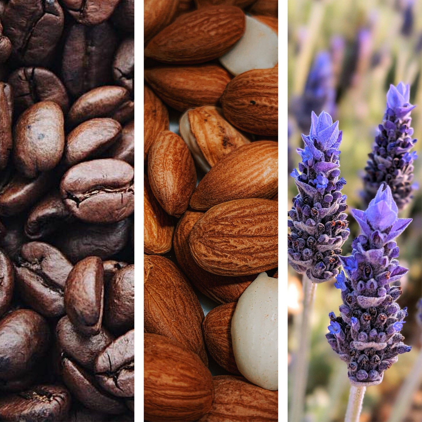 Image of coffee beans almond and lavender